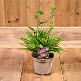 Stokesia Peachies Pick