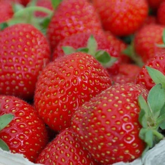 Strawberry Cambridge Favourite Strip