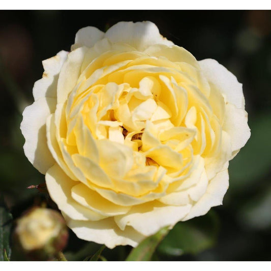 Rose 'Sweet Memories' Patio Rose 3L