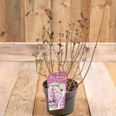 Syringa Meyeri Palabin 3L