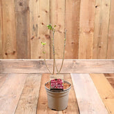 Syringa Michael Buchner 3L