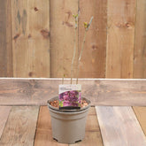 Syringa Prince Wolkonsky 3L