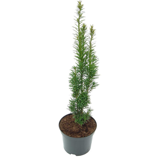 Taxus Baccata Fastigata 3L