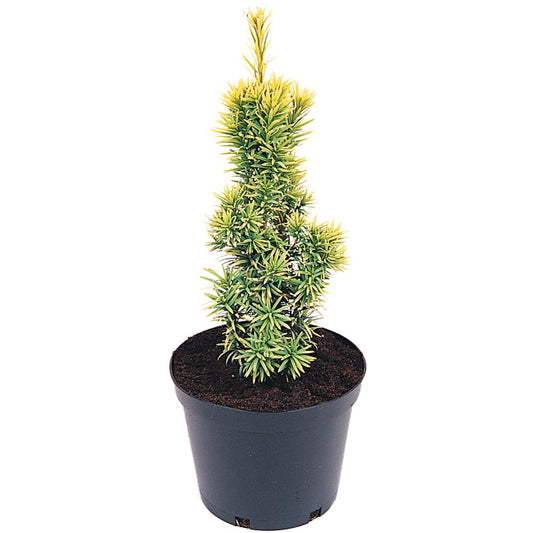 Taxus Baccata Standishii 3L