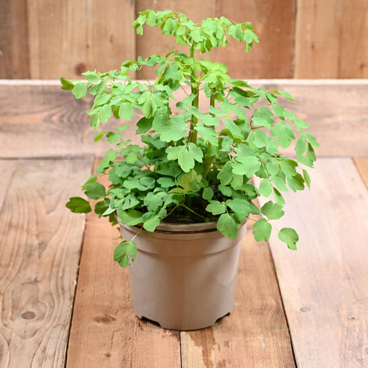 Thalictrum Black Stockings 3L