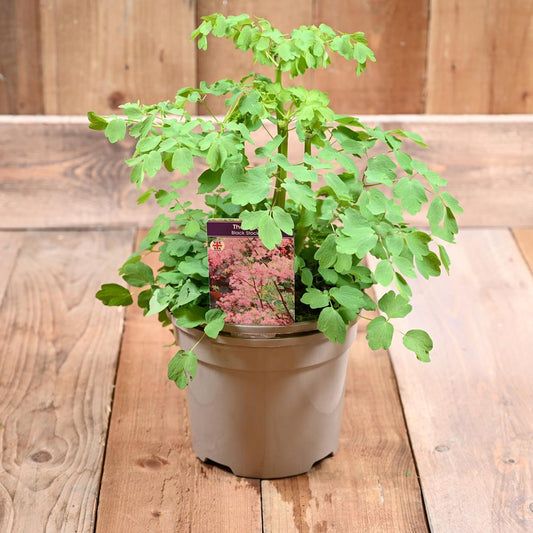 Thalictrum Black Stockings 3L