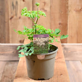 Thalictrum Nimbus White 3L
