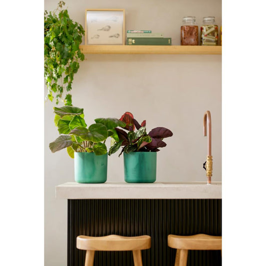 The Ocean Collection Round 22Cm Pacific Green