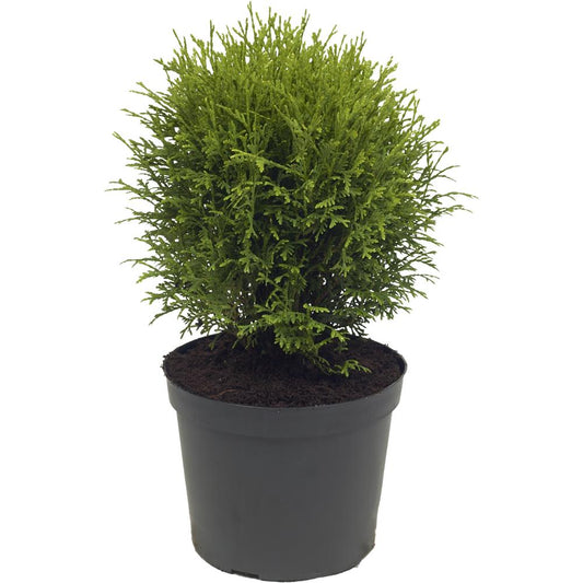 Thuja Occidentalis Hetz Midget 3L