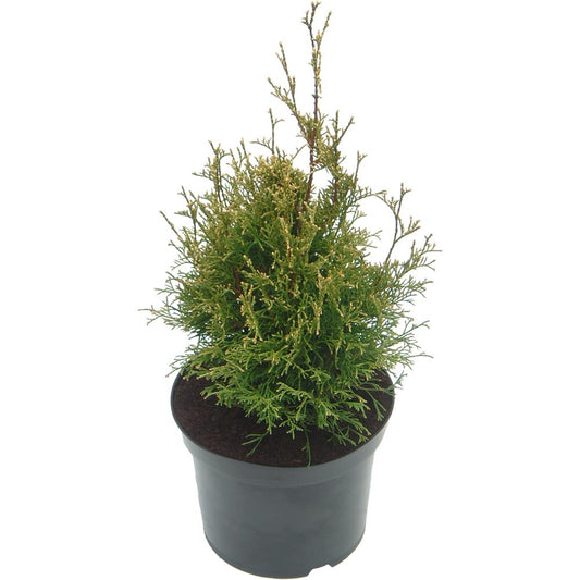 Thuja Occidentalis Stolwijk 3L