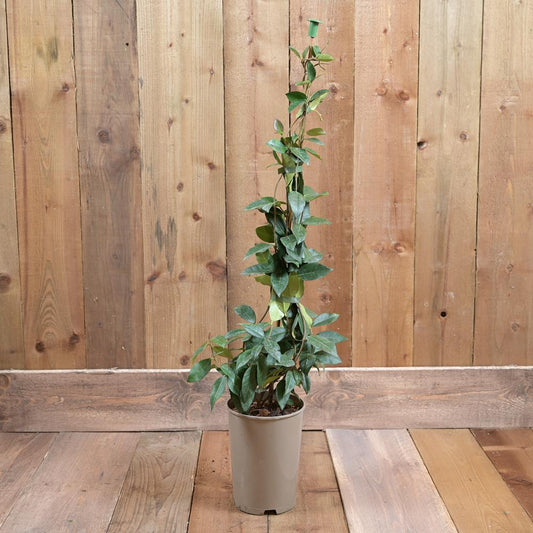 Trachelospermum Jasminoides 3L