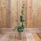 Trachelospermum Jasminoides 3L