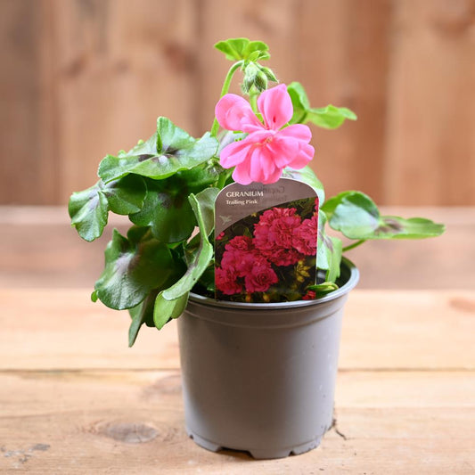 Trailing Geranium 10.5cm Pink