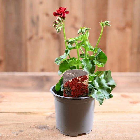 Trailing Geranium 10.5cm Red