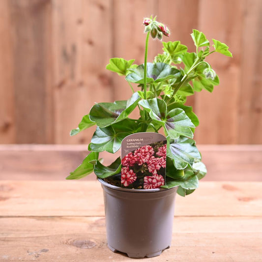 Trailing Geranium 10.5cm Red/White