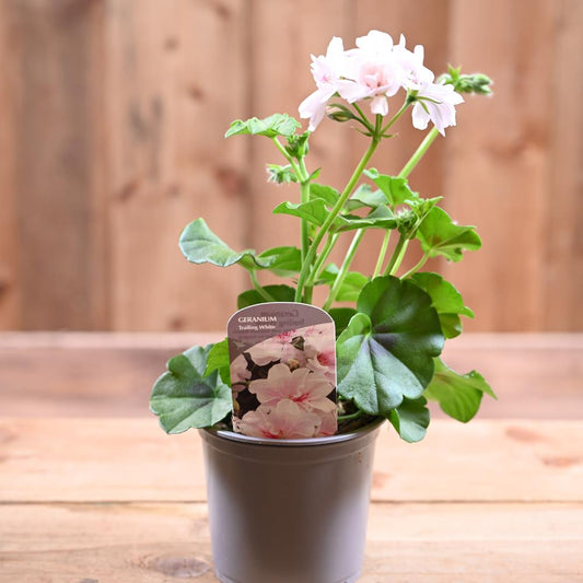 Trailing Geranium 10.5cm White