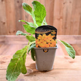 Verbascum Banana Custard 1L