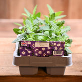 Verbena Blue 6 Pack