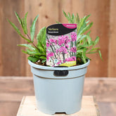 Verbena Bonariensis-3l
