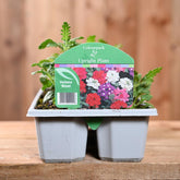 Verbena Mixed 6 Pack