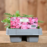 Verbena Pink 6 Pack