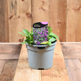 Verbena Santos Purple 3L