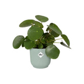 Vibes Fold Round 14Cm Sorbet Green