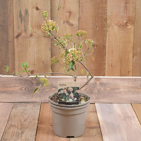 Viburnum Burkwoodii 3L