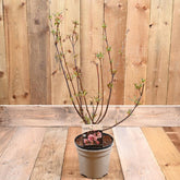 Viburnum Charles Lamont 3L