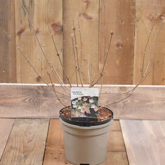 Viburnum Pink Beauty 3L