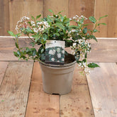 Viburnum Tinus 2L