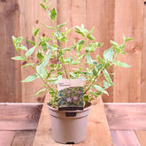 Vinca Major 'Elegantissima' 2L