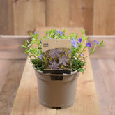 Vinca Minor 2L