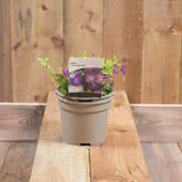 Vinca Minor Atropurpurea 2L
