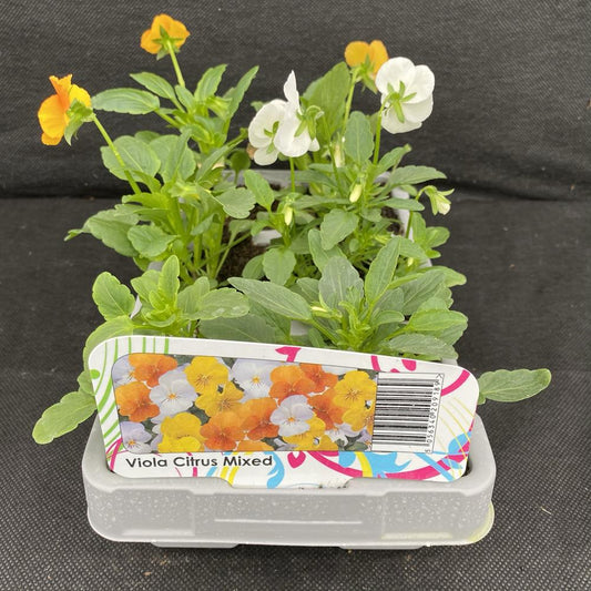 Viola Citrus Mixed 6 Pack
