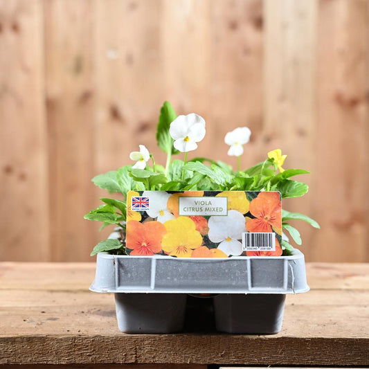 Viola Citrus Mixed 6 Pack