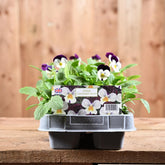 Viola Coconut Duet 6 Pack