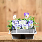 Viola Coconut Swirl Six Pack