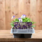 Viola Delft Blue 6 Pack