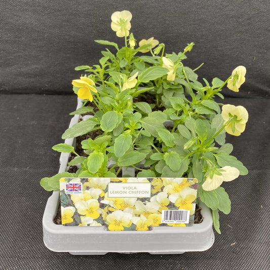 Viola Lemon Chiffon 6 Pack