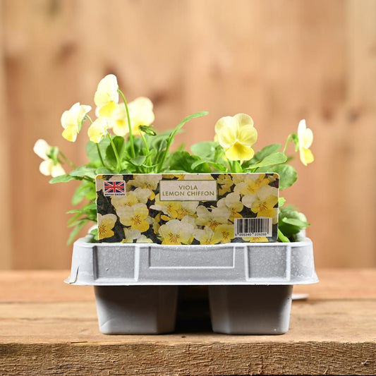 Viola Lemon Chiffon 6 Pack