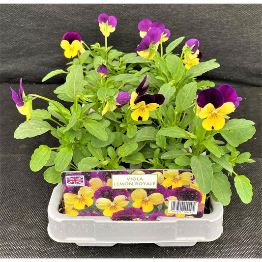Viola Lemon Royale 6 Pack