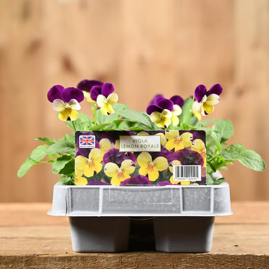 Viola Lemon Royale 6 Pack