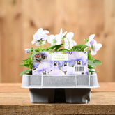 Viola Marina 6 Pack
