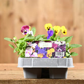 Viola Mixed 6 Pack