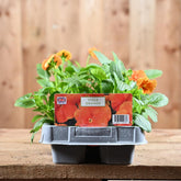 Viola Orange 6 Pack