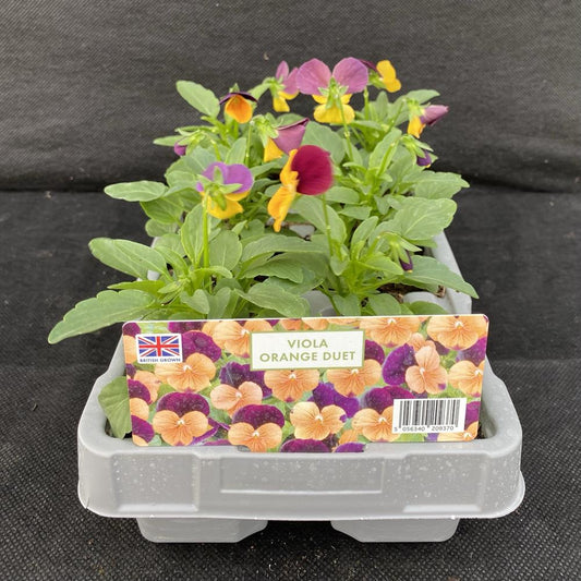 Viola Orange Duet 6 Pack