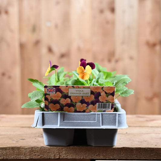 Viola Orange Duet 6 Pack