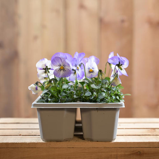 VIOLA PURPLE PICOTEE 6 PACK
