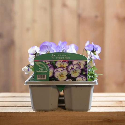 VIOLA PURPLE PICOTEE 6 PACK